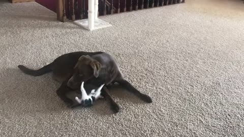 Dog Plays Soccer with Kitty as the Ball