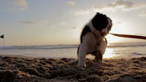The dog is dancing on the beach