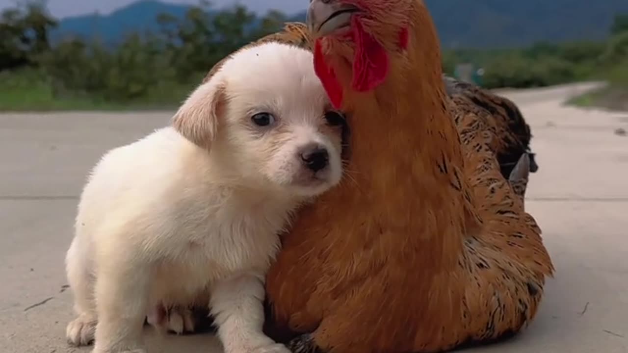 Puppy with her friend❤️