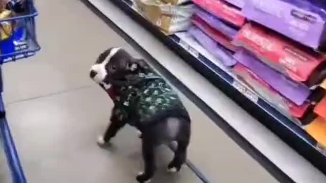 Very happy puppy shopping in the supermarket