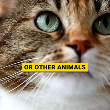 Your Cat's Protective Behavior Signs part 2