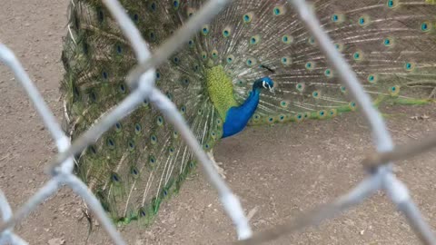 Peacock 2