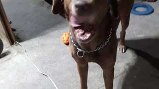 Shadow my dog