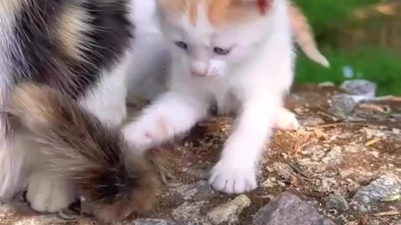Animals Lover