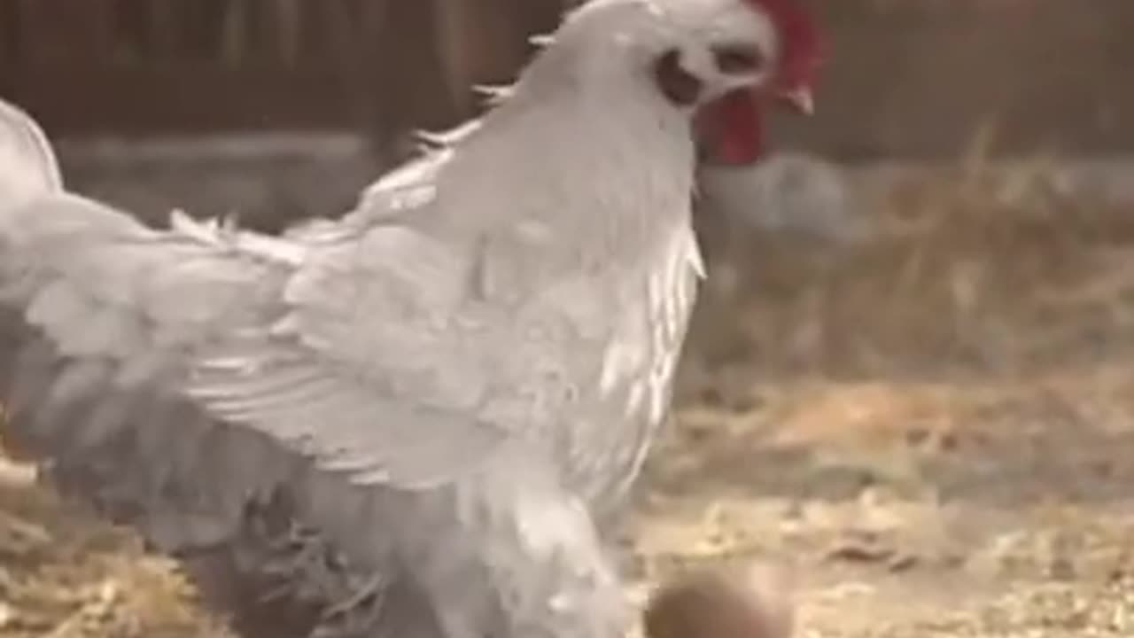 Funny chicken