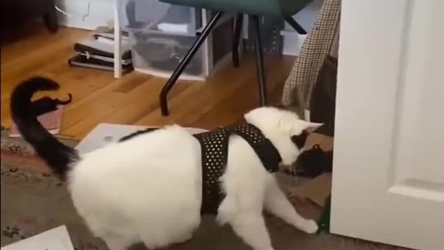 Funniest Video 2022 😂 Funny Cats 🐱 And Dogs 🐶