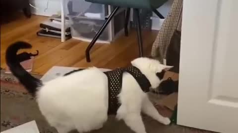 Funniest Video 2022 😂 Funny Cats 🐱 And Dogs 🐶