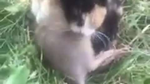 When you buy a cat to get rid of the rats, But.... #shorts #viral #shortsvideo #video