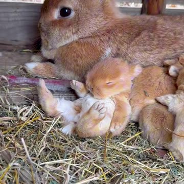 Cute rabbit babies