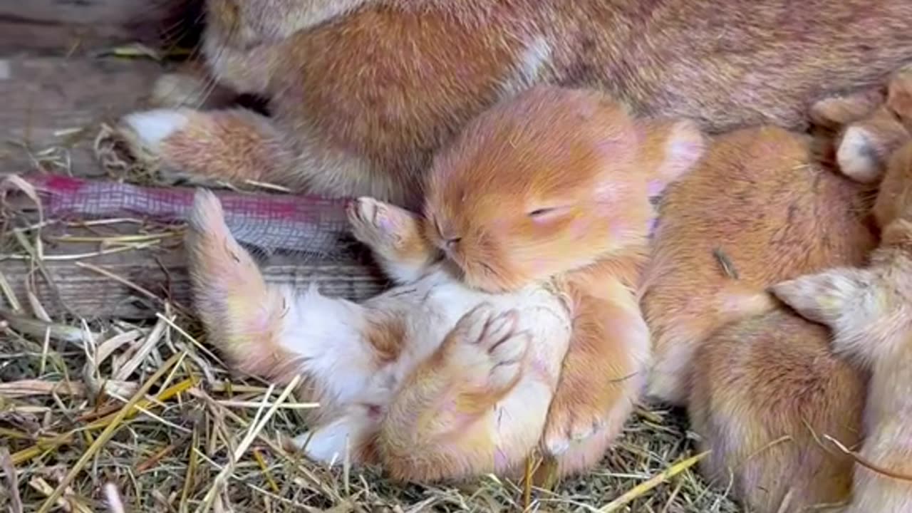 Cute rabbit babies