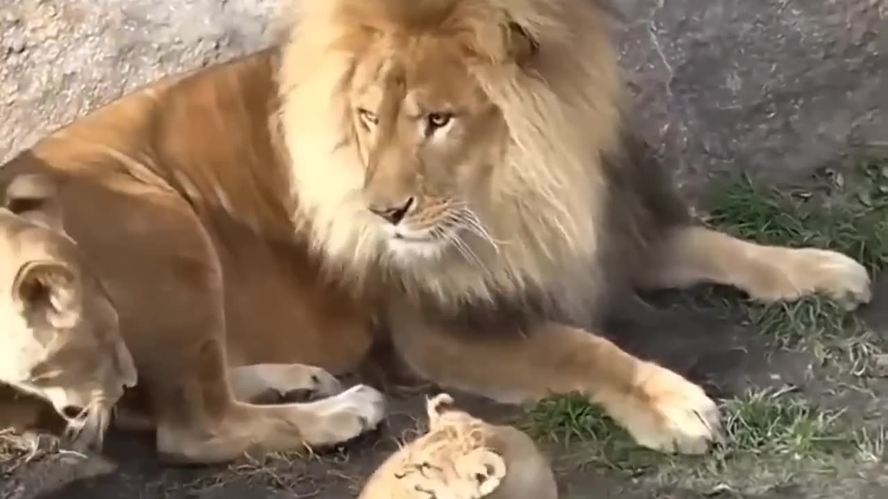 Lion With Cub😳😳