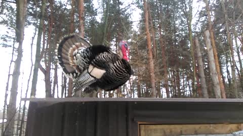 Gobble, Gobble