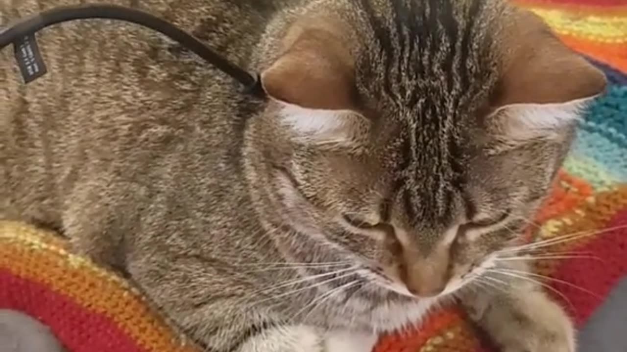 Recharge the Kitty