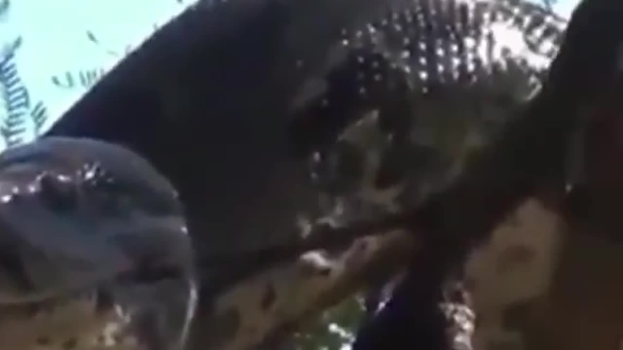 the big snake on the tree is ready to pounce