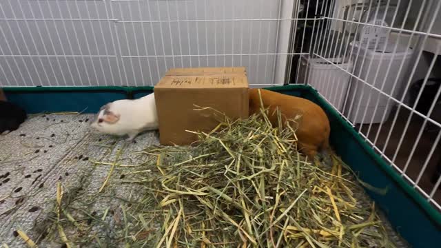 Best guinea pig noises of the wheek!