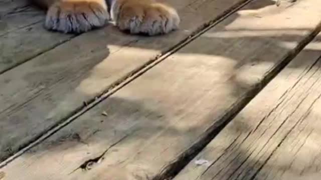 What is this little tiger looking at, turning over and lying easy