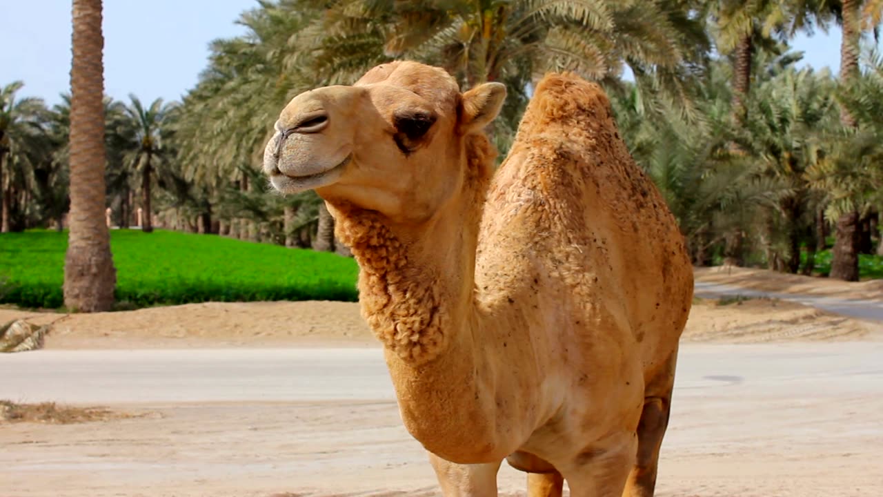 Camel Animal Farm Animals