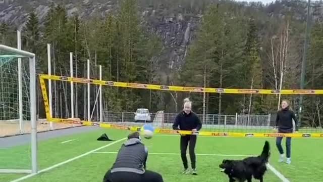 Dog play volleyball