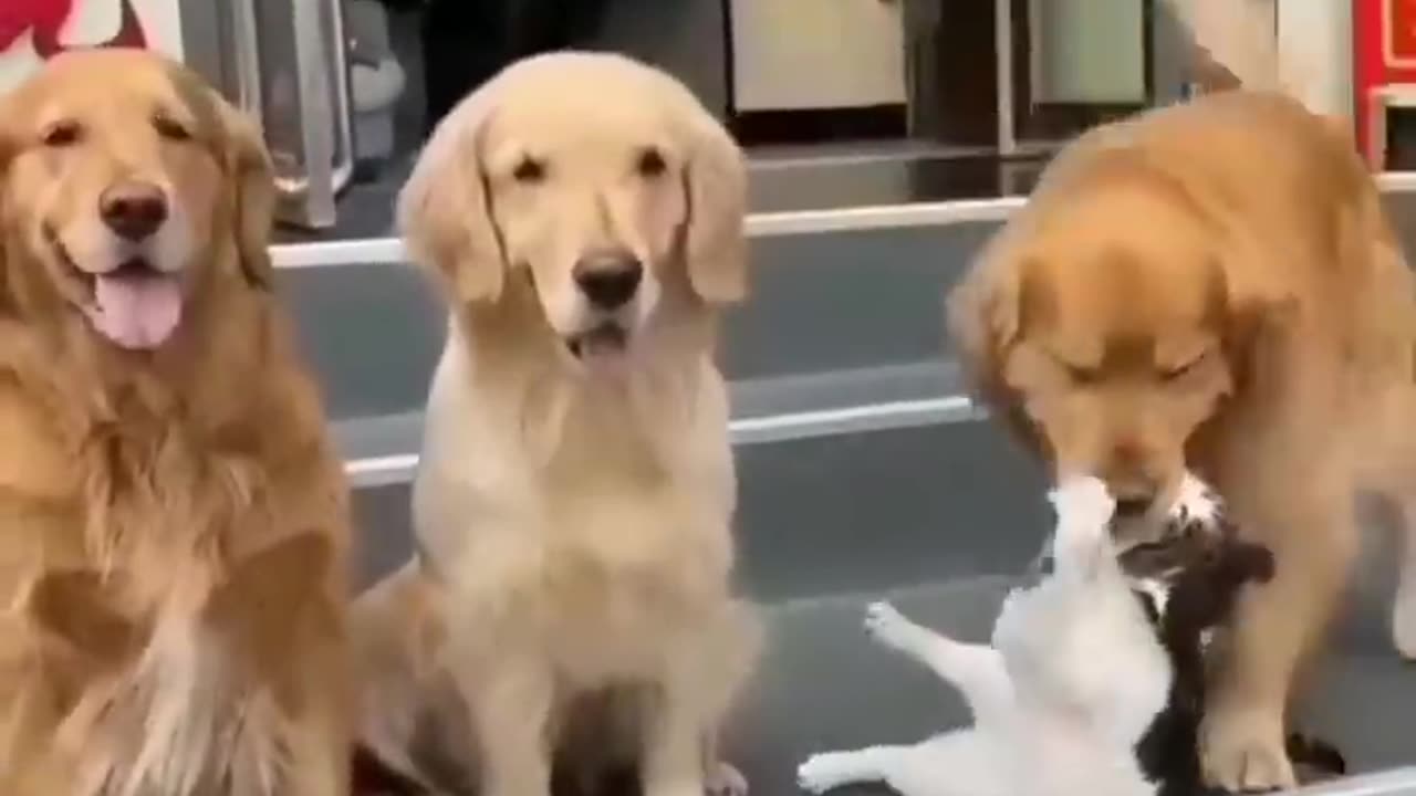 unlikely friendship, astonishing cat and dog