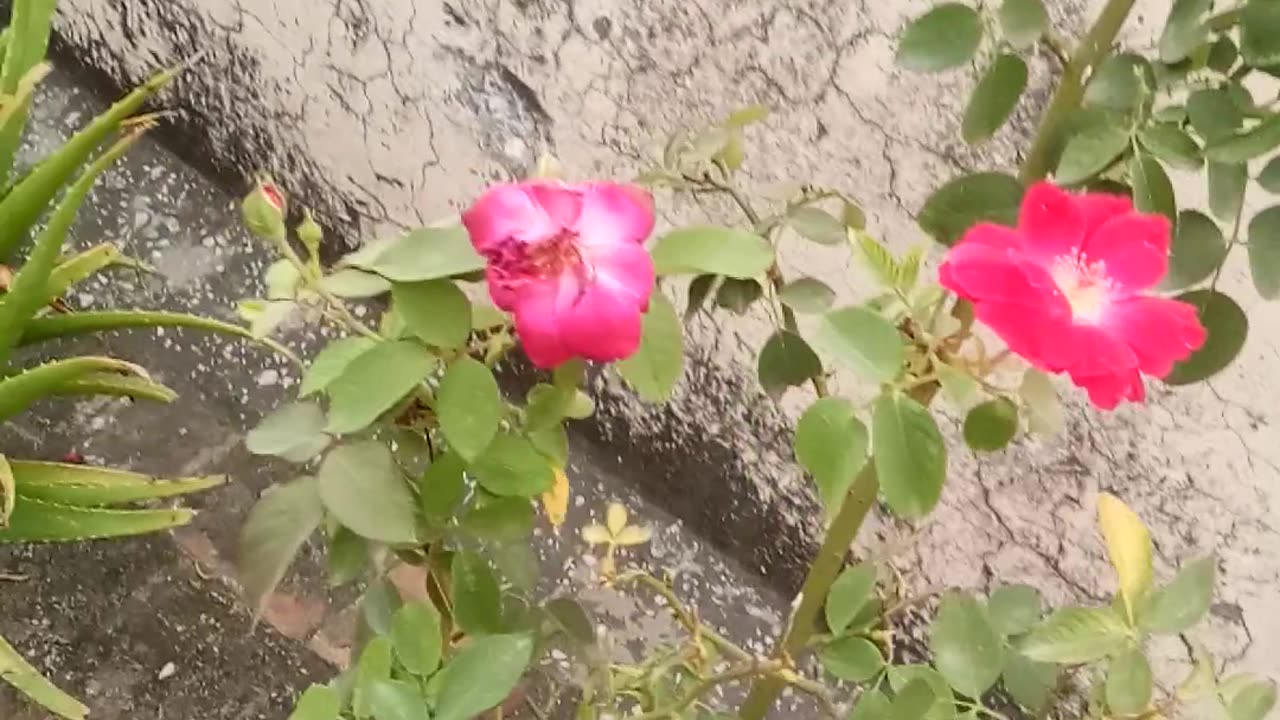 How To Grow Rose Plant | How To Make Healthy Rose Plant | Banana Peel Fertilizer For Rose Plant