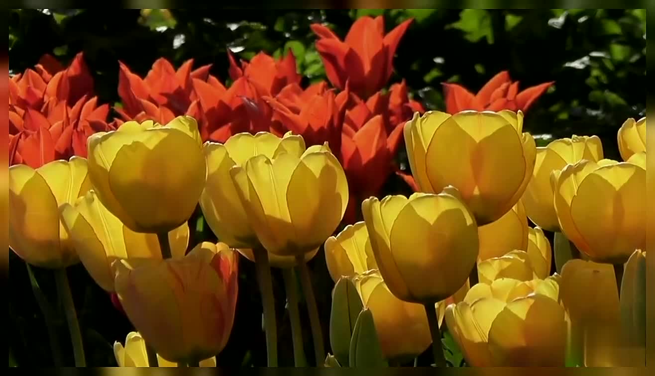 Tulips Red Yellow Violet Tulips Colourful Flowers Nature Tulip In Field Tulips