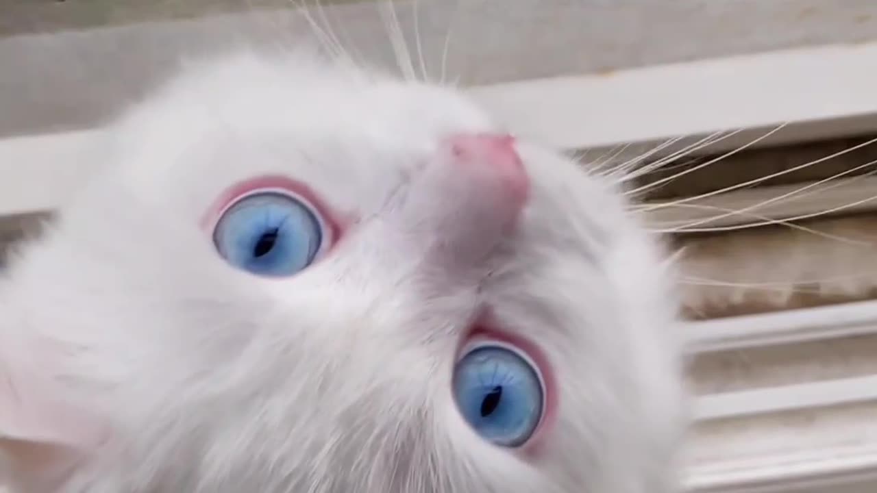 CUTE CAT WITH BLUEY BLUE EYES