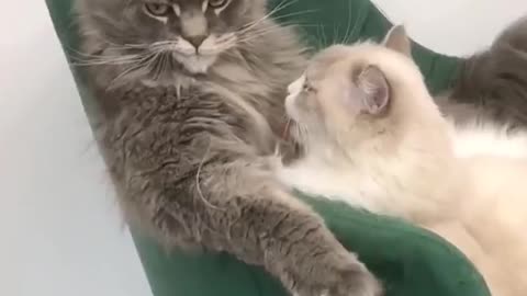 Cute cats funny and romantic clips pets