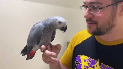 What a Trained African Grey Parrot Is Like_p1