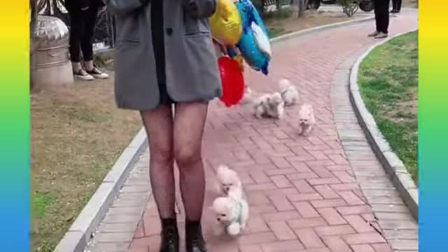 Cute and Funny Dogs Videos Compilation 2021