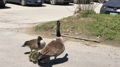 Canada goose vs hawk