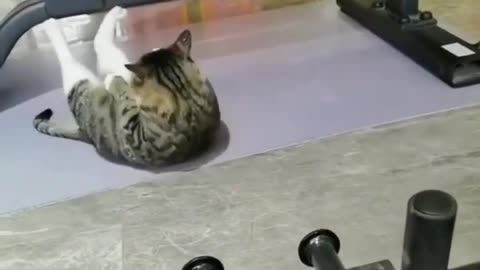 Exercising cat