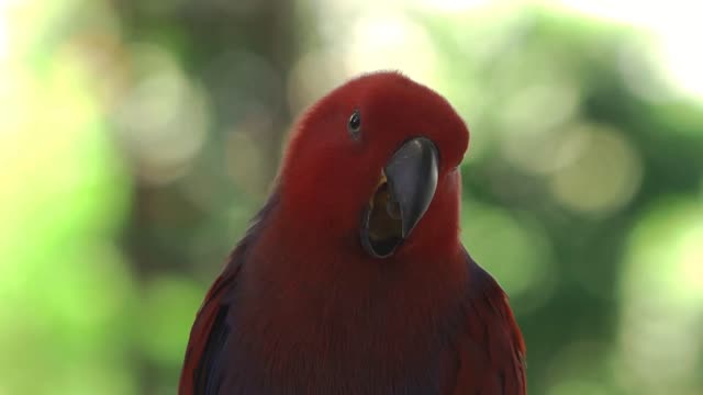 Lovely Eclectus Parrot