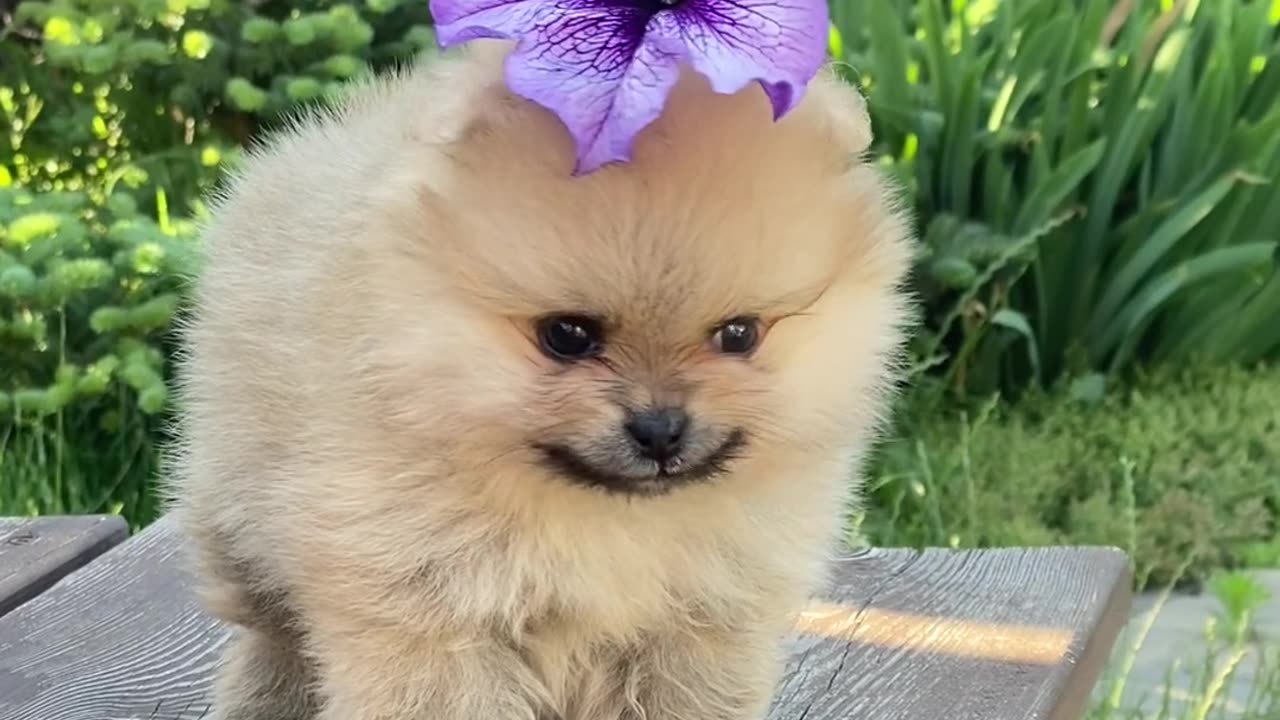 Beautiful dogs dog lovers