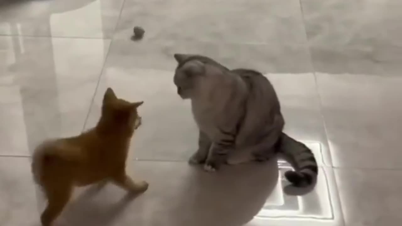 Funny and cute animals.....