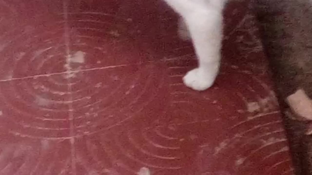 Ugly cat walking around