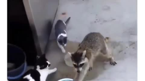 Raccoon stealing cats food