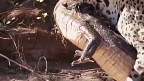 This leopard is bringing crocodiles up. How does it do that