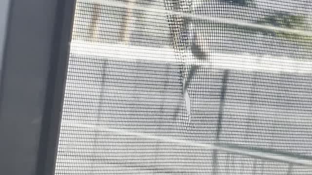 Little Bird Steals Strands of Ripped Screen