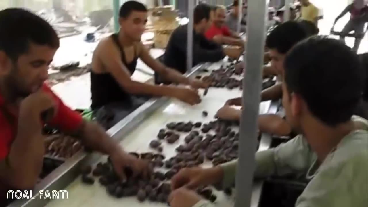 Dates palm Harvesting by Shaking Machine - Packing Dates Modern Agricultural Technology