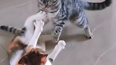 Cats Fight Like Bruce Lee #shorts #viral #shortsvideo #video