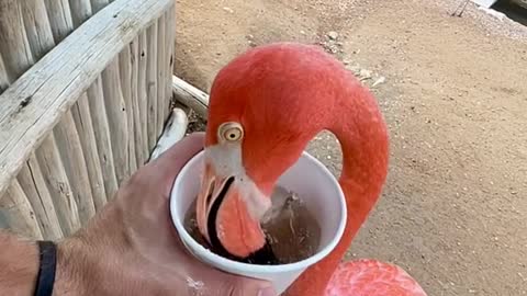 Flamingo lunch time! 🦩🦩🦩