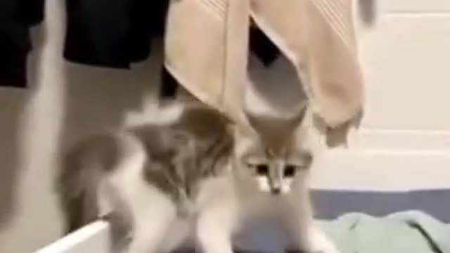 No 1 cute cat,Funny cat,#funniest animals, #funniest animal videos