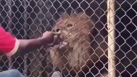 Dude taunts a lion and finds out 😳