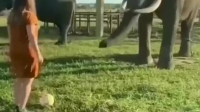 amazing and funny animals