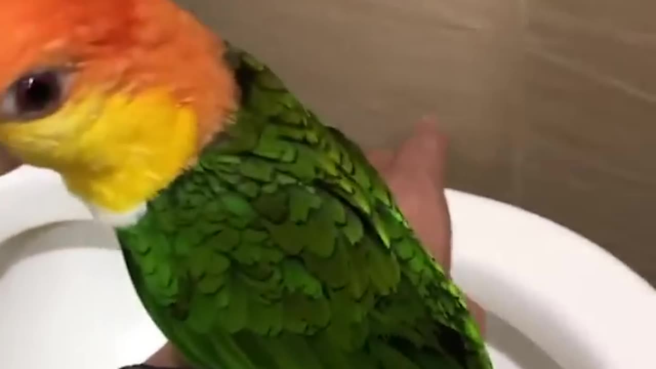 Smart And Funny Parrots Parrot Talking Videos Compilation (2023)