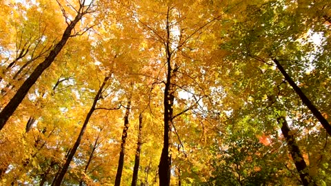 Nature Vodeo- Autumn Forest Walking