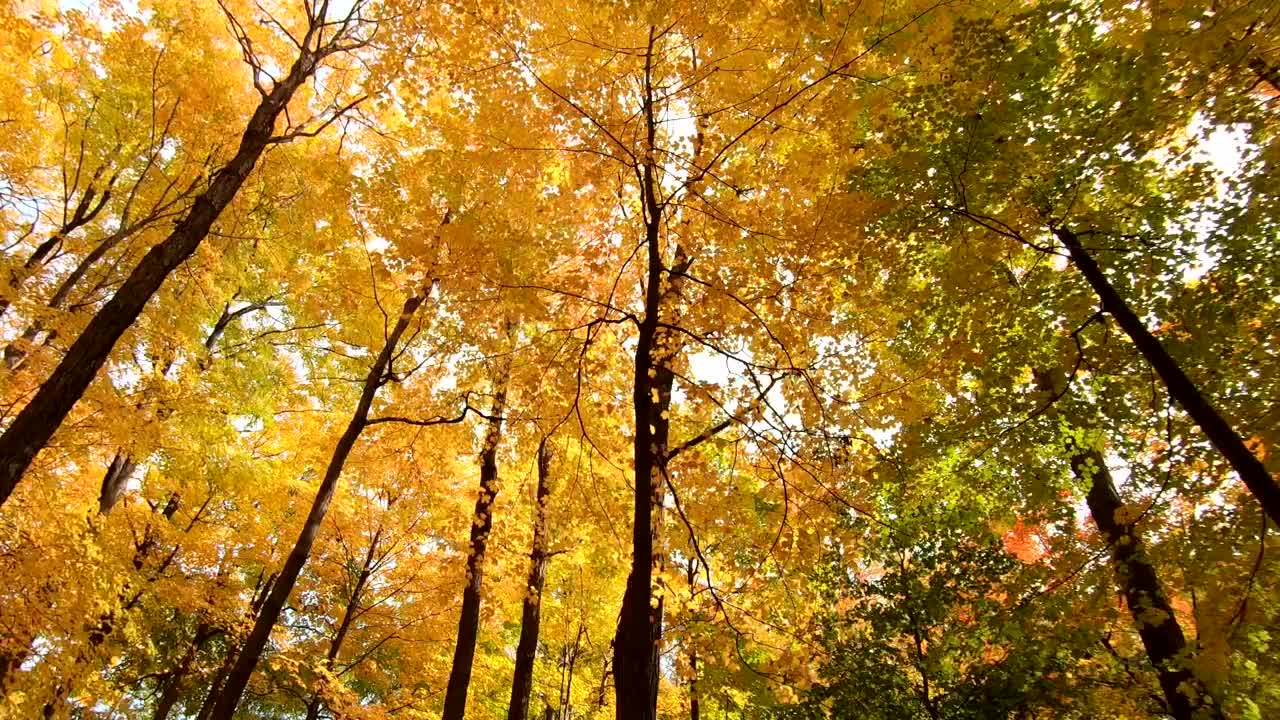 Nature Vodeo- Autumn Forest Walking