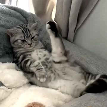 New Funny animals |funny animals videos| funny video|try not to laugh|cute cats |funny dogs