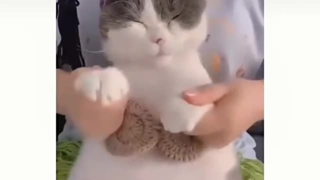 Cat dancing