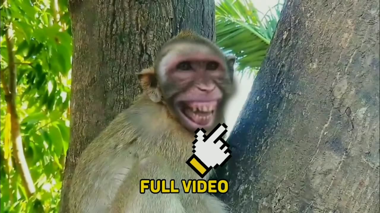 Funny 🤣 Monkey Videos